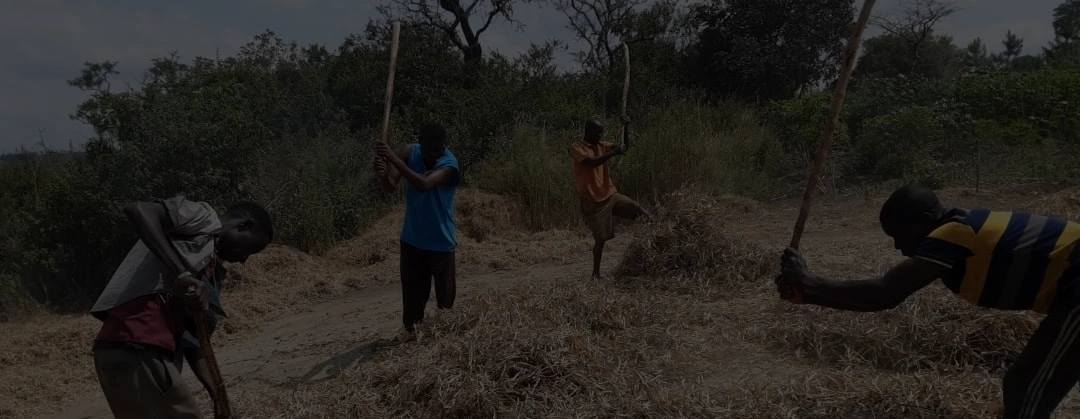 Threshing beans dark